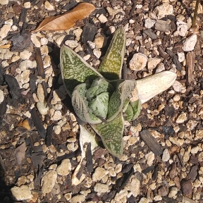 Gasteria batesiana Little Warty in the GardenTags plant encyclopedia Ox-tongue Little Warty in the GardenTags plant encyclopedia