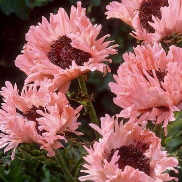 Papaver orientale Pink Ruffles in the GardenTags plant encyclopedia Oriental Poppy Pink Ruffles in the GardenTags plant encyclopedia