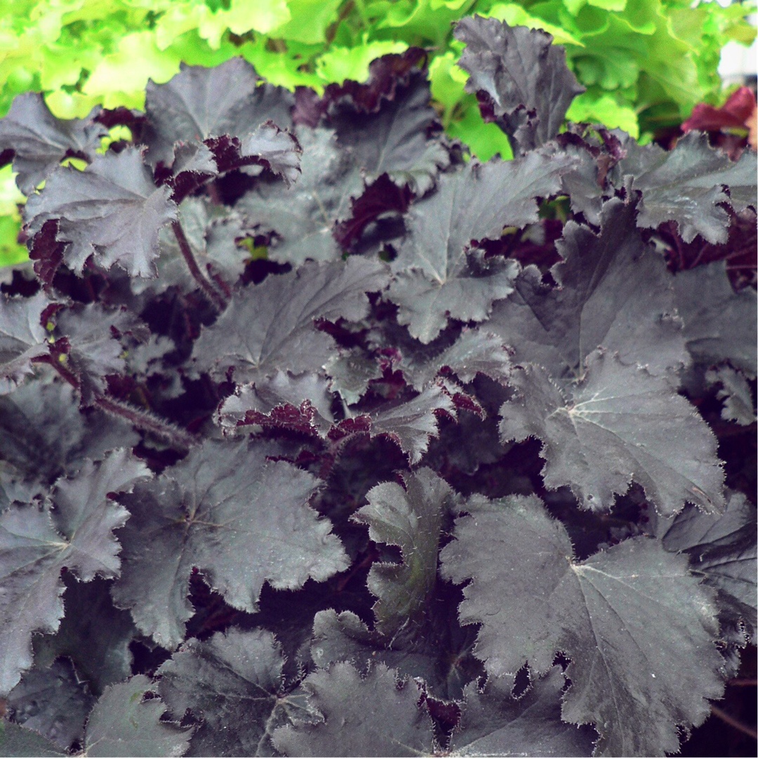 Heuchera Binoche in the GardenTags plant encyclopedia Alumroot Binoche in the GardenTags plant encyclopedia