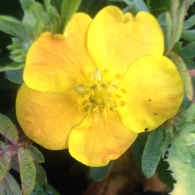 Potentilla fruticosa Tangerine in the GardenTags plant encyclopedia Shrubby cinquefoil Tangerine in the GardenTags plant encyclopedia