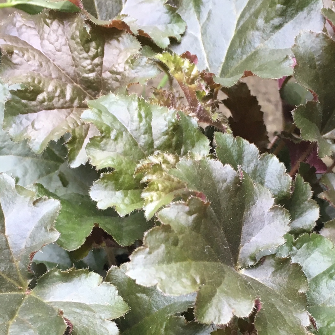 Heuchera Metallic Shimmer in the GardenTags plant encyclopedia Alumroot Metallic Shimmer in the GardenTags plant encyclopedia