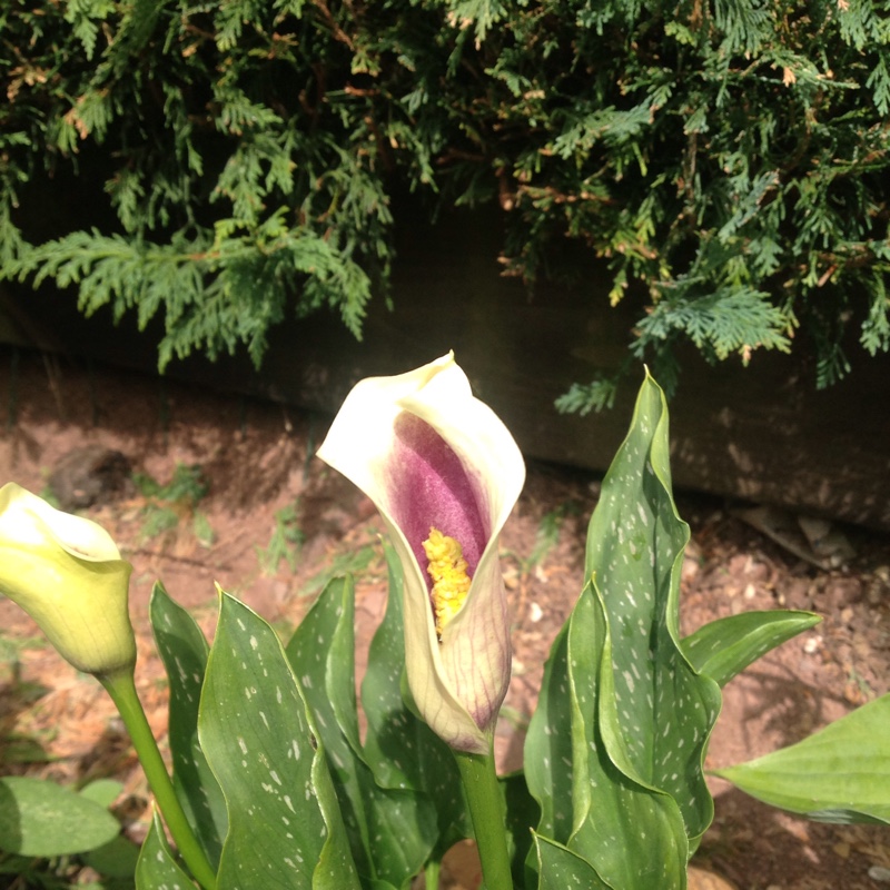 Zantedeschia elliottiana Picasso in the GardenTags plant encyclopedia Calla lily Picasso in the GardenTags plant encyclopedia