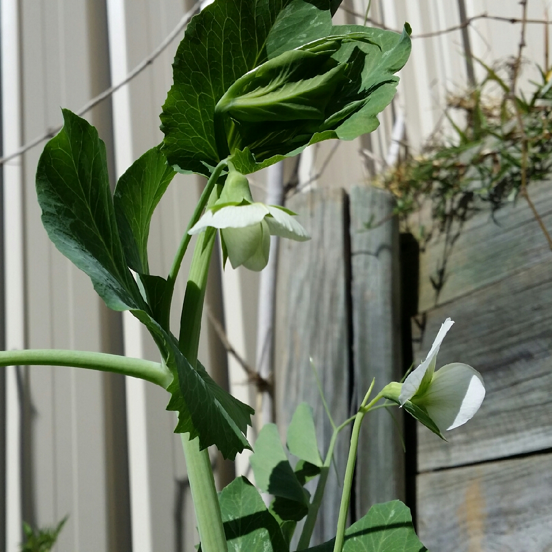 Pisum Sativum Novella in the GardenTags plant encyclopedia Pea Novella in the GardenTags plant encyclopedia