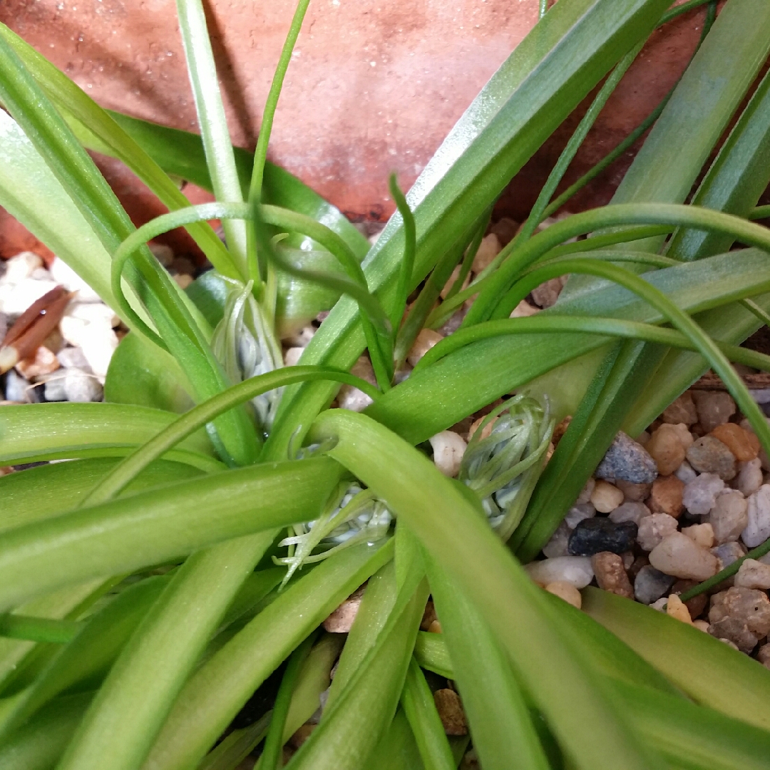 Scilla vicentina St Vincent in the GardenTags plant encyclopedia Sqill St Vincents in the GardenTags plant encyclopedia