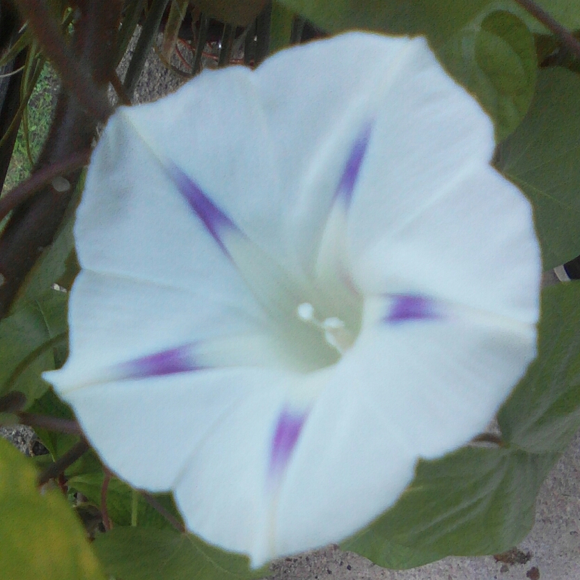 Ipomoea purpurea Milky Way in the GardenTags plant encyclopedia Morning Glory Milky Way in the GardenTags plant encyclopedia