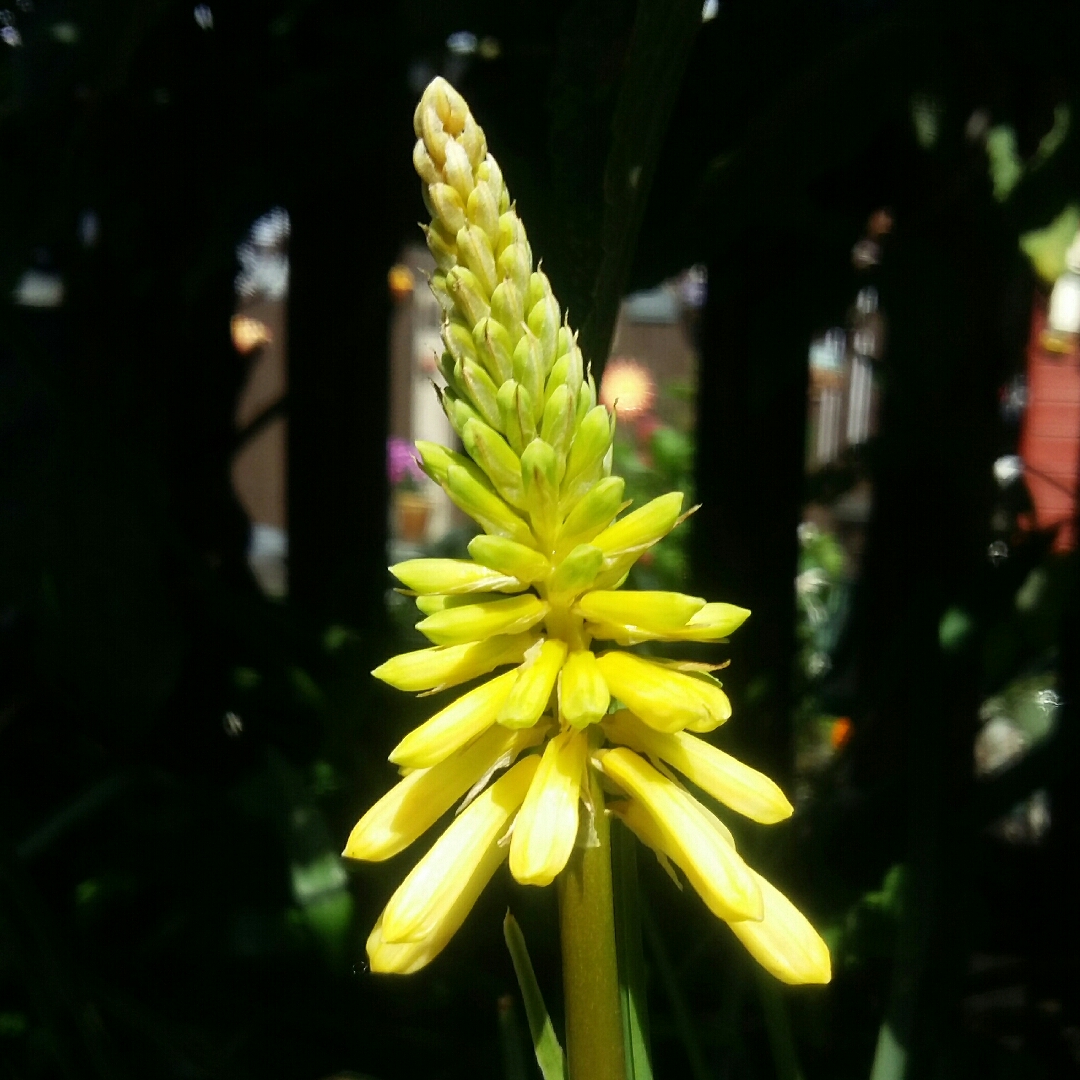 Kniphofia Jenny Bloom in the GardenTags plant encyclopedia Red Hot Poker Jenny Bloom in the GardenTags plant encyclopedia