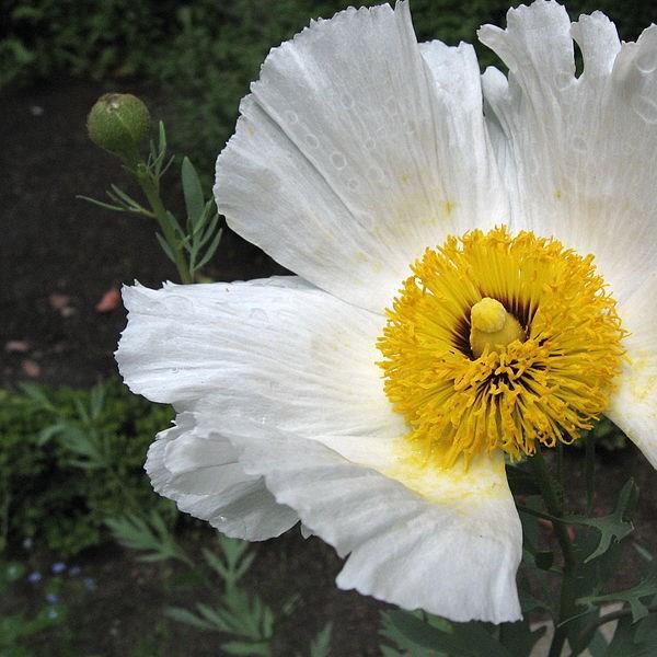 Romneya coulteri in the GardenTags plant encyclopedia Californian Tree Poppy in the GardenTags plant encyclopedia