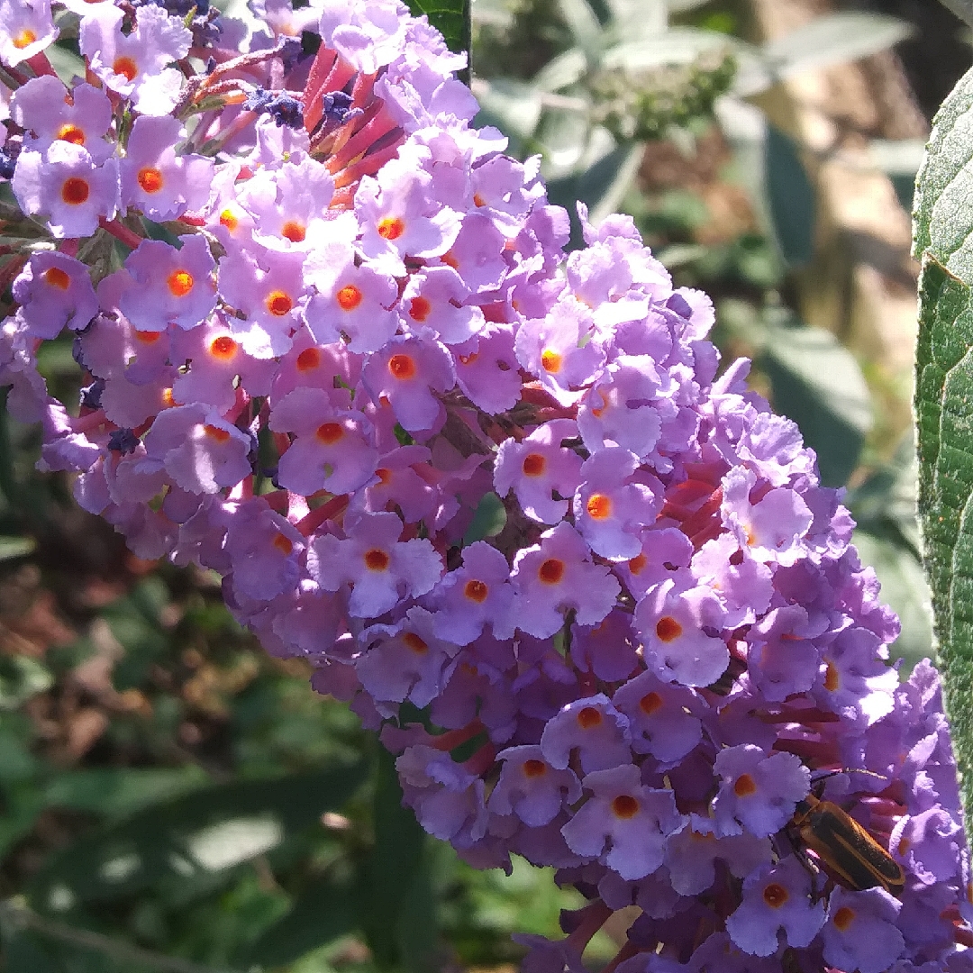 Buddleja davidii Mongo syn. Buddleja davidii Nanho Blue, Buddleja davidii Nanho Petite Indigo in the GardenTags plant encyclopedia Butterfly Bush Nanho Blue in the GardenTags plant encyclopedia