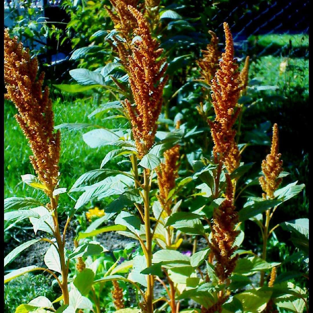 Amaranthus Cruentus in the GardenTags plant encyclopedia Princes Feather in the GardenTags plant encyclopedia