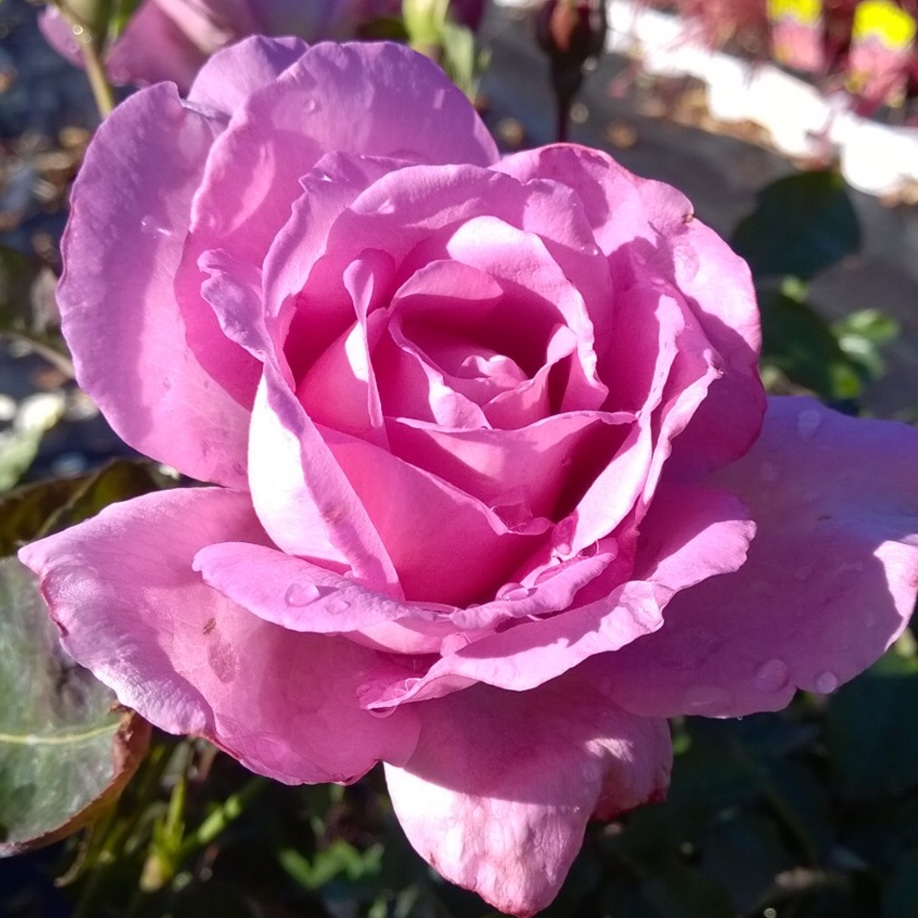 Rosa Harry Edland in the GardenTags plant encyclopedia Hybrid Tea Rose Harry Edland in the GardenTags plant encyclopedia