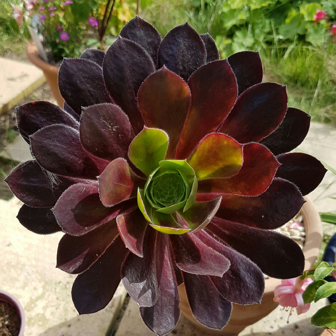 Aeonium, Aeonium (Unknown Variety) in GardenTags plant encyclopedia