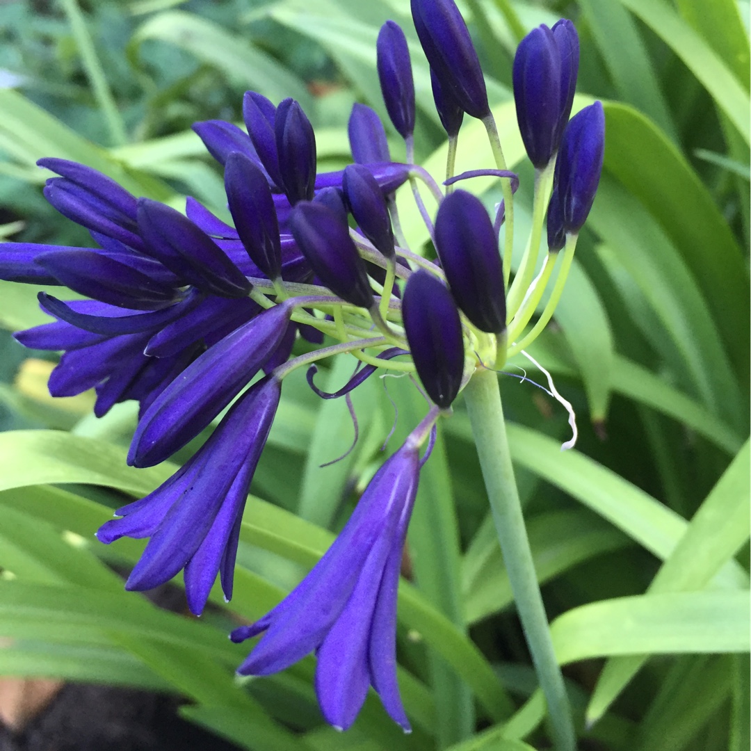Agapanthus inapertus Mood Indigo in the GardenTags plant encyclopedia African Lily Mood Indigo in the GardenTags plant encyclopedia