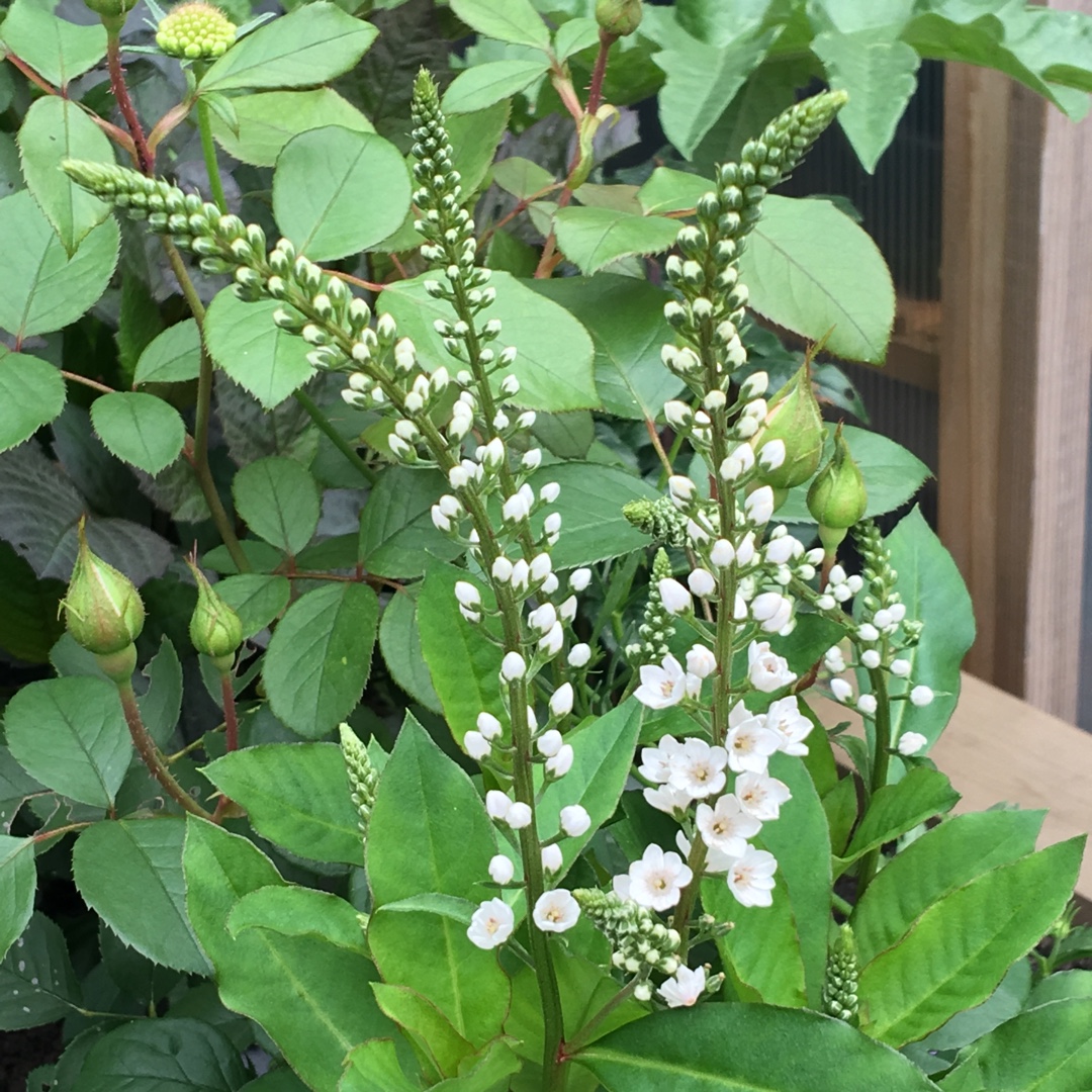 Loosestrife Candela in the GardenTags plant encyclopedia