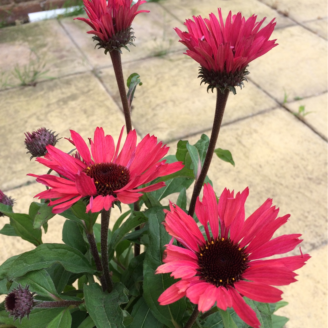 geni Relaterede forgænger Echinacea 'Apecssired' (Sunseekers Series) syn. Echinacea 'Sunseekers Red',  Coneflower 'Sunseekers Red' in GardenTags plant encyclopedia