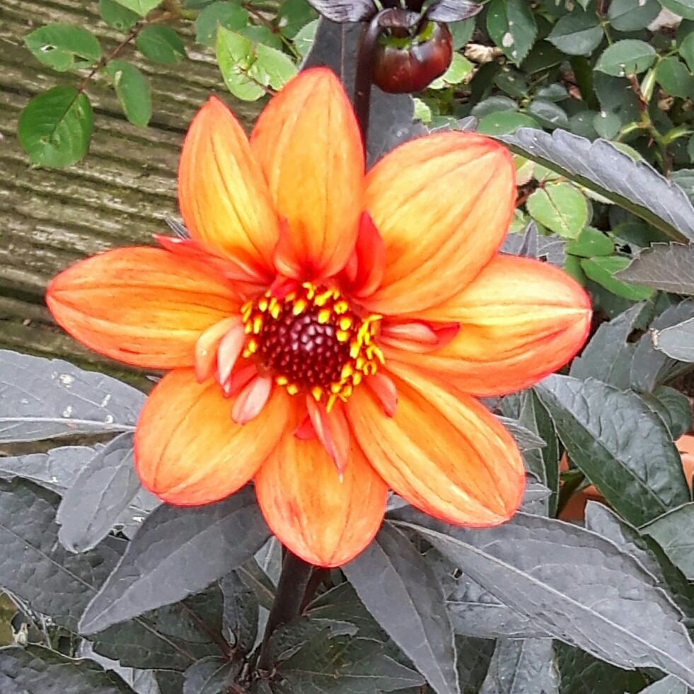 Dahlia Dream Seeker syn. Dahlia Fifteen Love in the GardenTags plant encyclopedia Dahlia Dream Seeker in the GardenTags plant encyclopedia