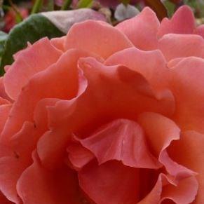 Rosa I Am Macmillan in the GardenTags plant encyclopedia Floribunda Rose I Am Macmillan in the GardenTags plant encyclopedia