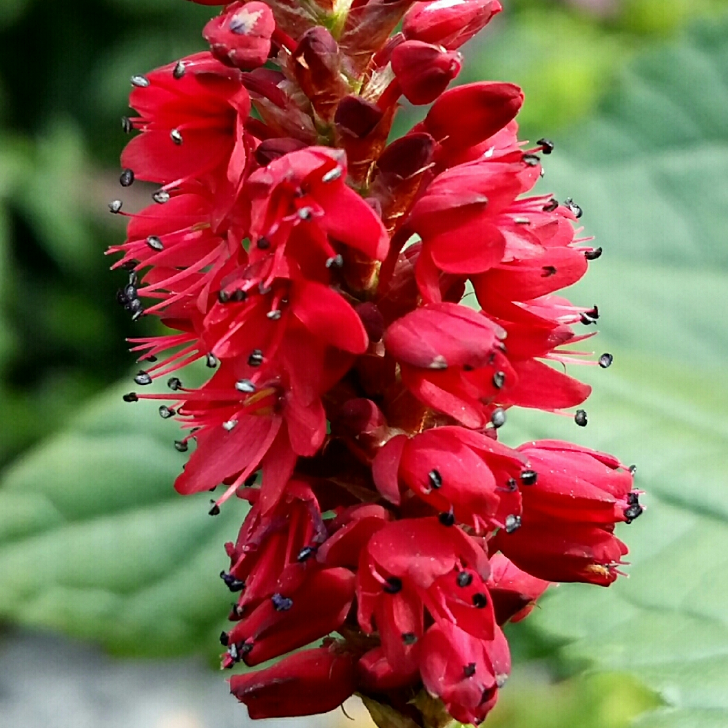 Persicaria amplexicaulis Blackfield in the GardenTags plant encyclopedia Knotweed Blackfield in the GardenTags plant encyclopedia