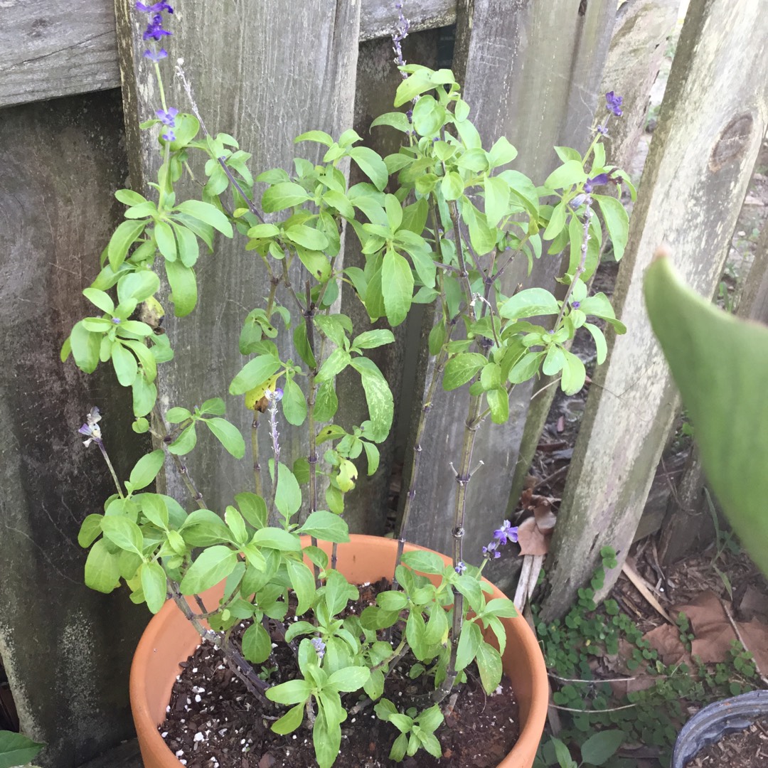 Salvia farinacea Rhea Blue in the GardenTags plant encyclopedia Salvia Rhea Blue in the GardenTags plant encyclopedia