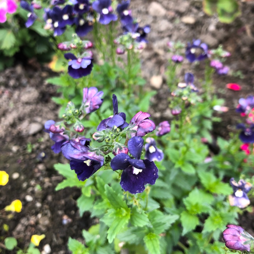 Nemesia Dark Blue in the GardenTags plant encyclopedia Nemesia Dark Blue in the GardenTags plant encyclopedia