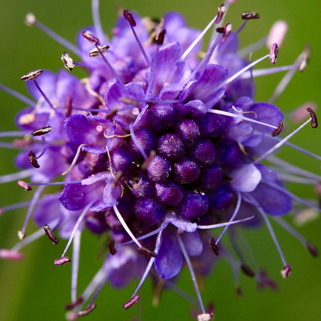 Succisa pratensis in the GardenTags plant encyclopedia Devils-bit Scabious in the GardenTags plant encyclopedia