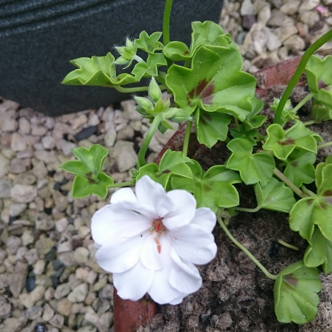 Pelargonium Guitoblanc syn. Pelargonium Blanche Roche in the GardenTags plant encyclopedia Pelargonium Blanche Roche (Ivy Leaved Double) in the GardenTags plant encyclopedia