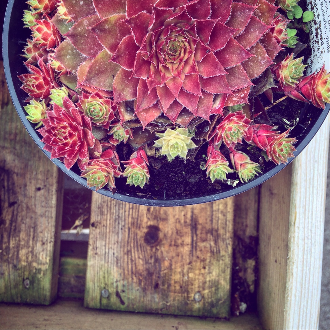 Sempervivum Silberkarneol in the GardenTags plant encyclopedia Sempervivum Silver Cornelian in the GardenTags plant encyclopedia