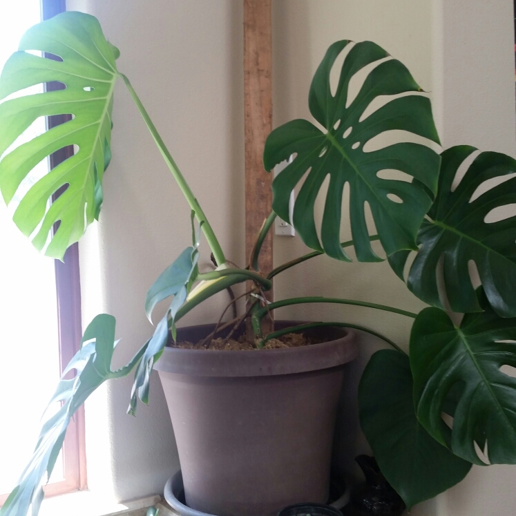 Monstera deliciosa in the GardenTags plant encyclopedia Swiss Cheese Plant in the GardenTags plant encyclopedia