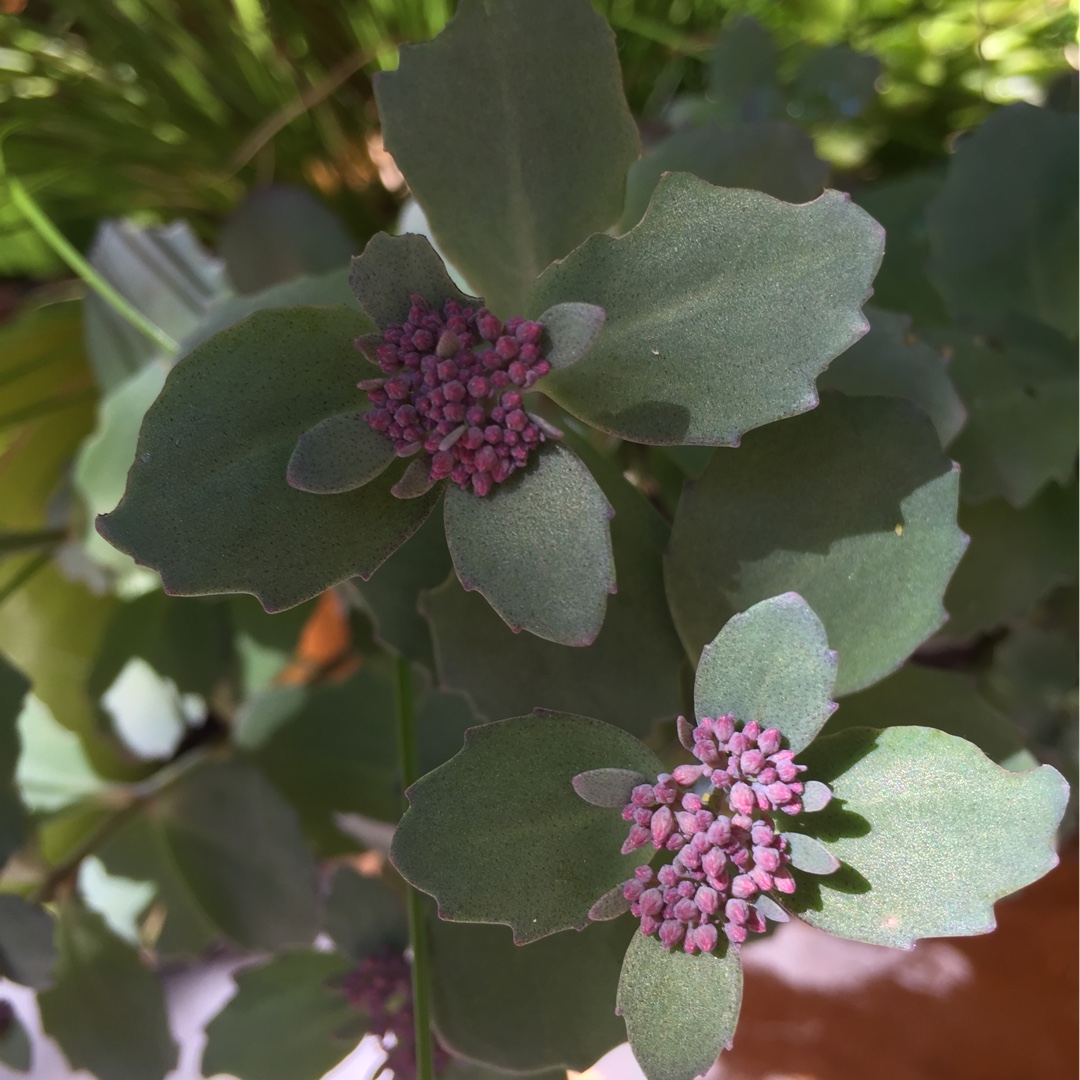 Sedum Red Canyon in the GardenTags plant encyclopedia Stonecrop Red Canyon in the GardenTags plant encyclopedia