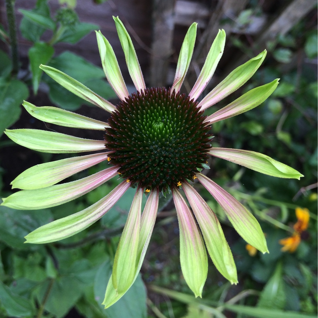 Echinacea Green Envy syn. Echinacea purpurea Green Envy in the GardenTags plant encyclopedia Coneflower Green Envy in the GardenTags plant encyclopedia