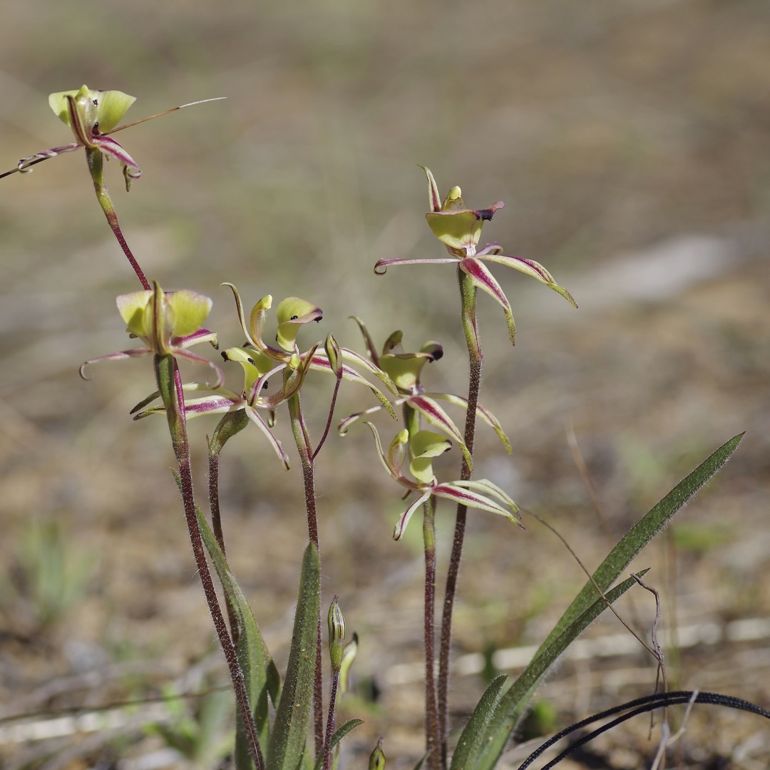 Caladenia roei in the GardenTags plant encyclopedia Ant Orchid in the GardenTags plant encyclopedia