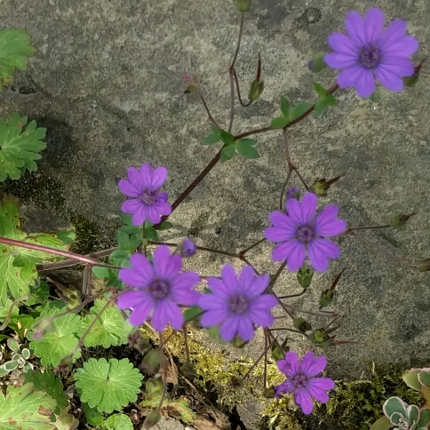 Geranium pyrenaicum Bill Wallis in the GardenTags plant encyclopedia Geranium Bill Wallis in the GardenTags plant encyclopedia