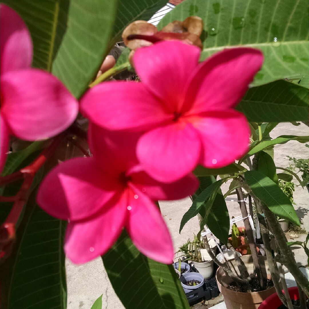 Plumeria rubra in the GardenTags plant encyclopedia Cacaloxochitl or Suchitl in the GardenTags plant encyclopedia
