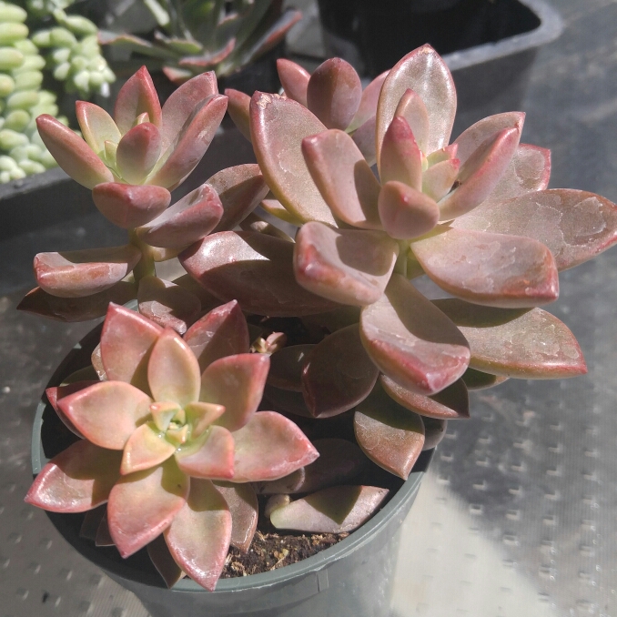 Graptopetalum Copper Rose in the GardenTags plant encyclopedia Graptopetalum Copper Rose in the GardenTags plant encyclopedia