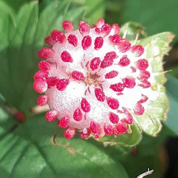 Potentilla Indica (Andrews) in the GardenTags plant encyclopedia Duchesnea indica in the GardenTags plant encyclopedia