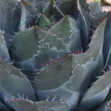 Agave parrasana in the GardenTags plant encyclopedia Cabbage Head Agave in the GardenTags plant encyclopedia