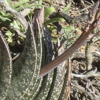 Gasteria brachyphylla var. brachyphylla in the GardenTags plant encyclopedia Ox-tongue in the GardenTags plant encyclopedia