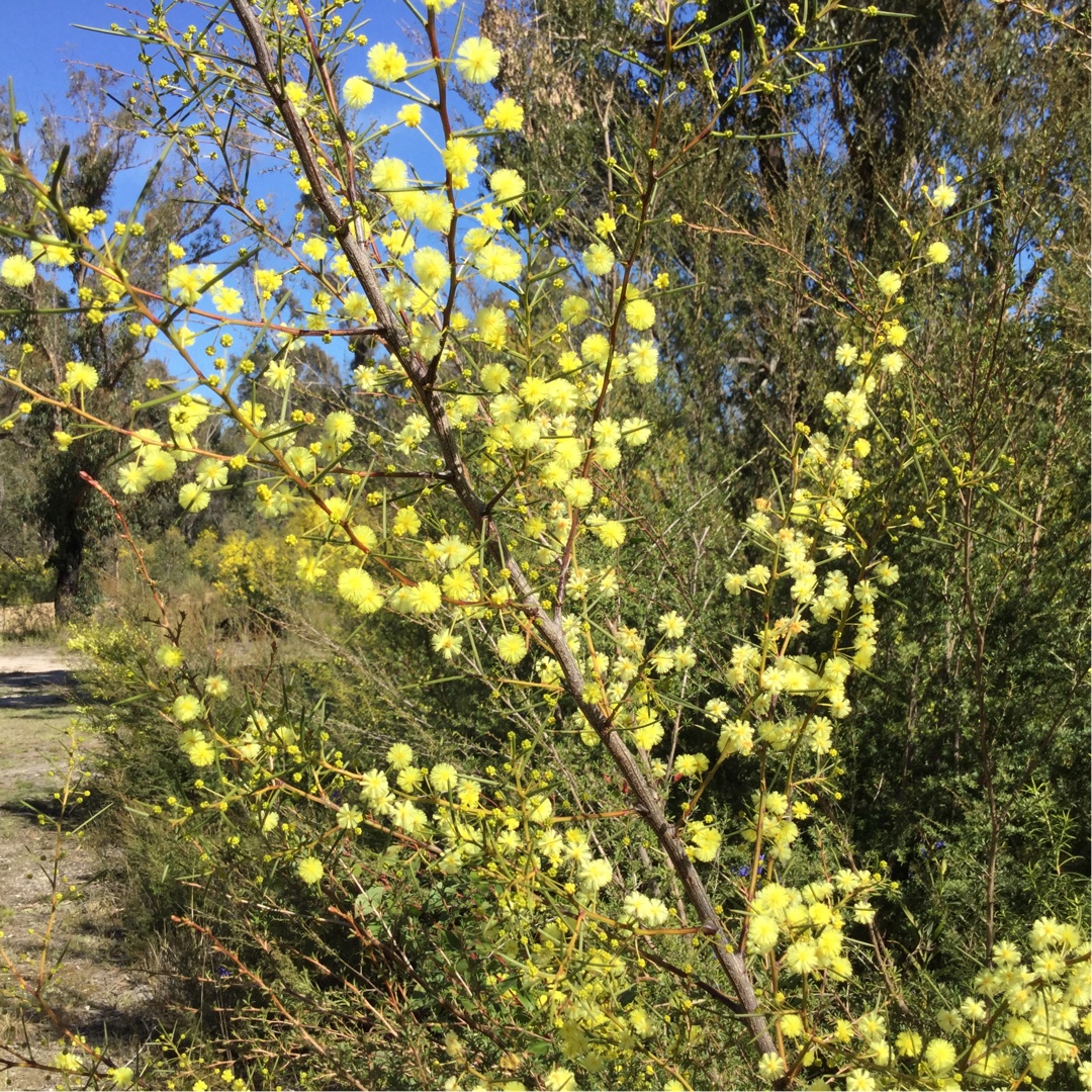 Spreading Wattle in the GardenTags plant encyclopedia
