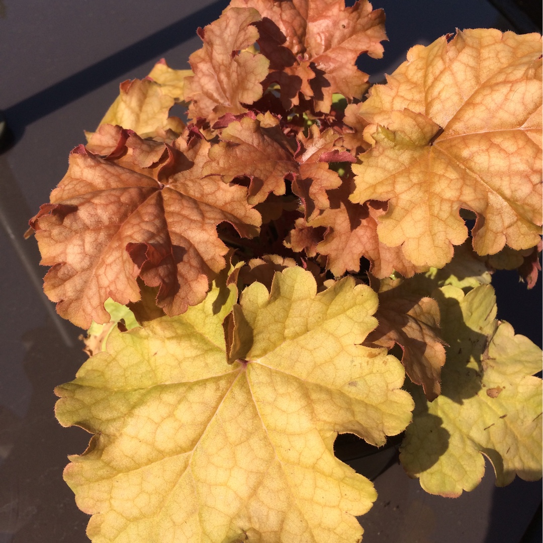 Heuchera Phoebes Blush in the GardenTags plant encyclopedia Alumroot Phoebes Blush in the GardenTags plant encyclopedia
