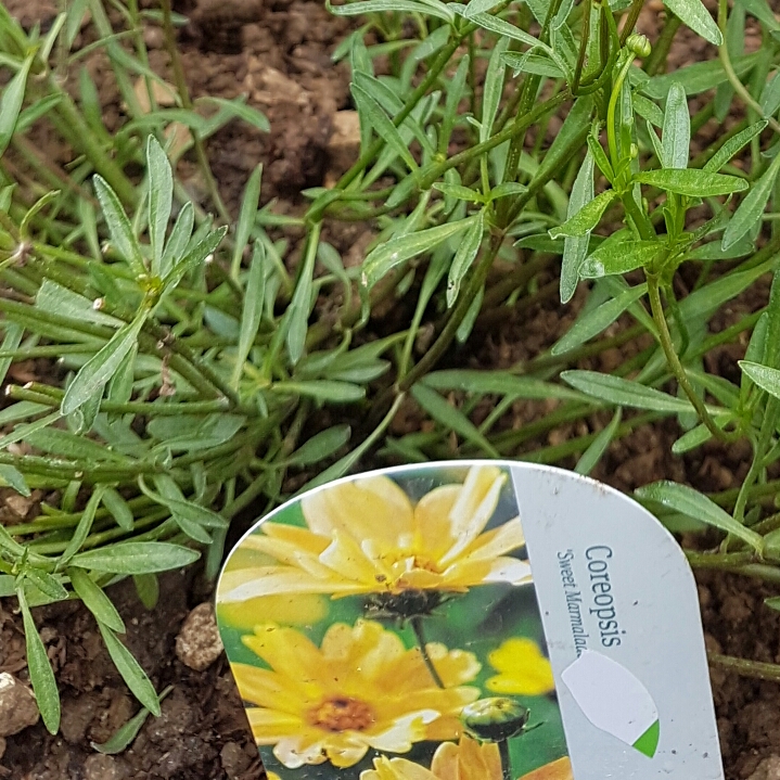 Coreopsis verticillata Sweet Marmalade in the GardenTags plant encyclopedia Threadleaf Coreopsis Sweet Marmalade in the GardenTags plant encyclopedia