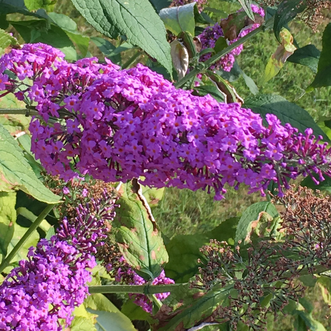 Buddleja davidii Minpap syn. Buddleja davidii Reve de Papillion in the GardenTags plant encyclopedia Butterfly Bush Reve de Papillon in the GardenTags plant encyclopedia