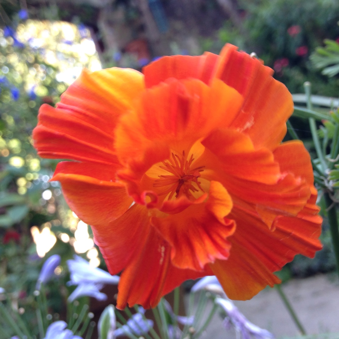 Eschscholzia californica Jelly Beans in the GardenTags plant encyclopedia California Poppy Jelly Beans in the GardenTags plant encyclopedia