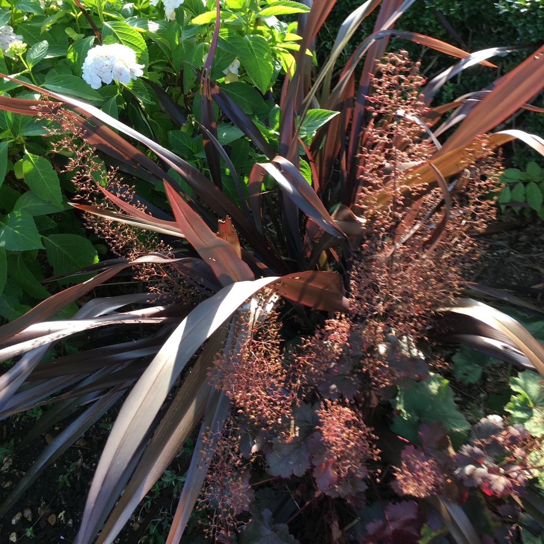 Phormium cookianum Black Adder in the GardenTags plant encyclopedia New Zealand Flax Black Adder in the GardenTags plant encyclopedia