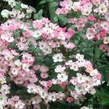 Rosa Ballerina in the GardenTags plant encyclopedia Old Rose Ballerina in the GardenTags plant encyclopedia