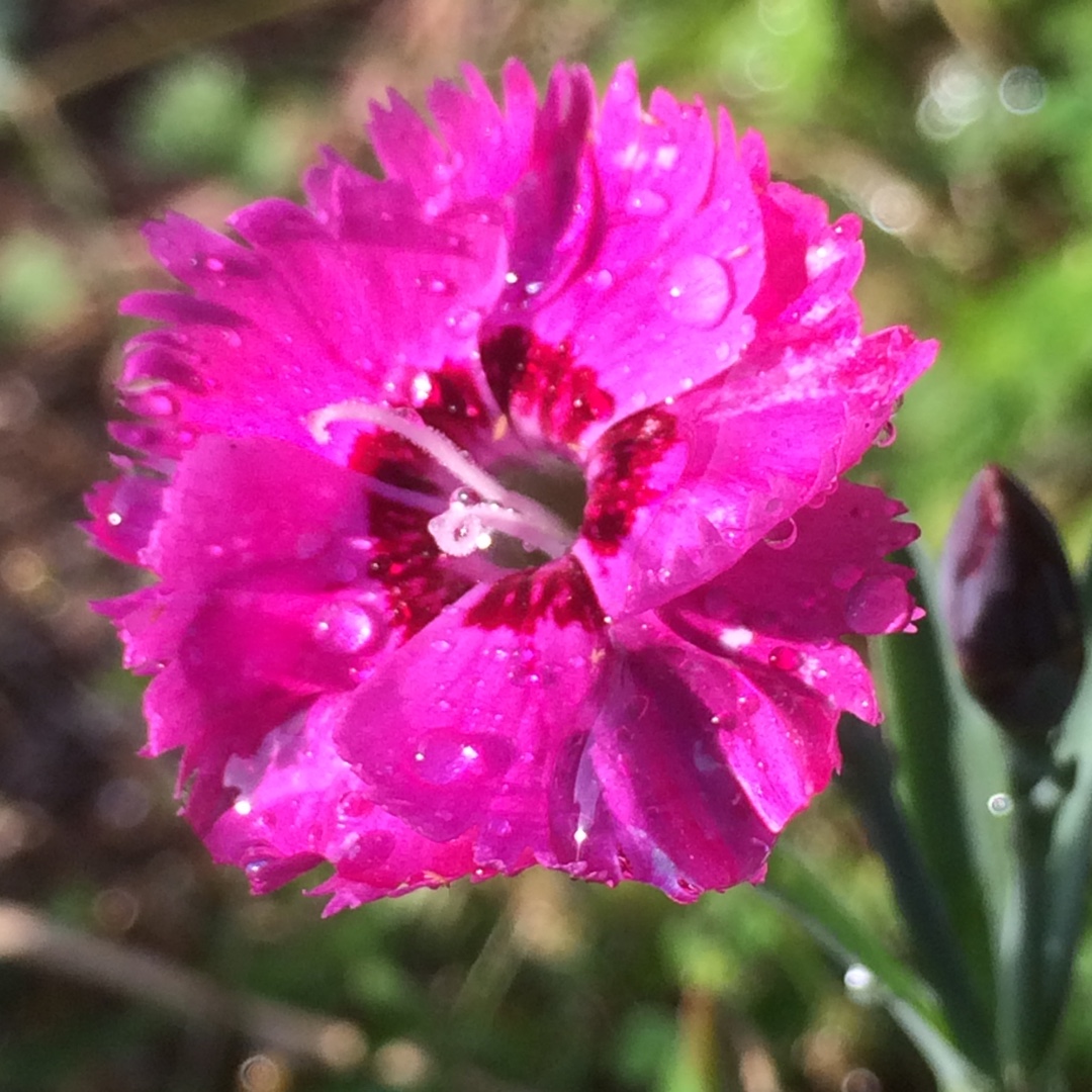 Dianthus plumarius Sweetness Mixed in the GardenTags plant encyclopedia Pink Sweetness Mixed in the GardenTags plant encyclopedia