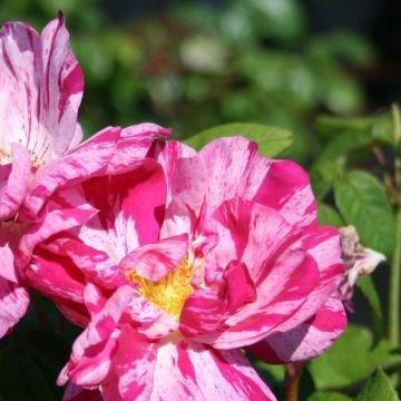 Rosa gallica Versicolor syn. Rosa mundi, Rosa Mundi, Rosa mundi Versicolor in the GardenTags plant encyclopedia Rose Versicolor in the GardenTags plant encyclopedia