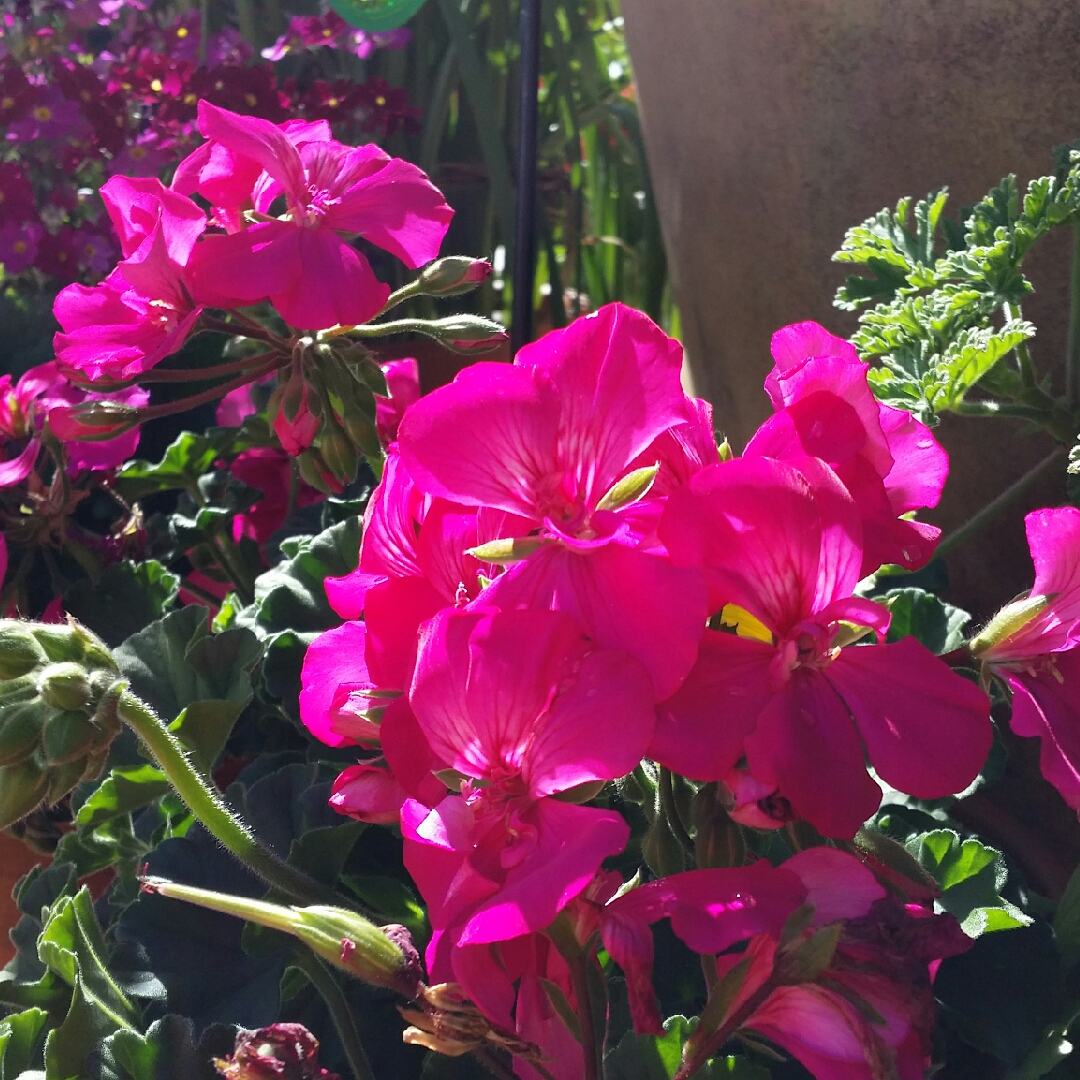 Pelargonium Calliope Big Rose (Calliope Big Series) in the GardenTags plant encyclopedia Pelargonium Calliope Big Rose (Interspecific) in the GardenTags plant encyclopedia