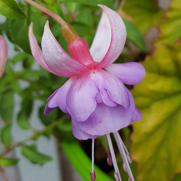 Fuchsia Fairy Blue in the GardenTags plant encyclopedia Fuchsia Fairy Blue in the GardenTags plant encyclopedia