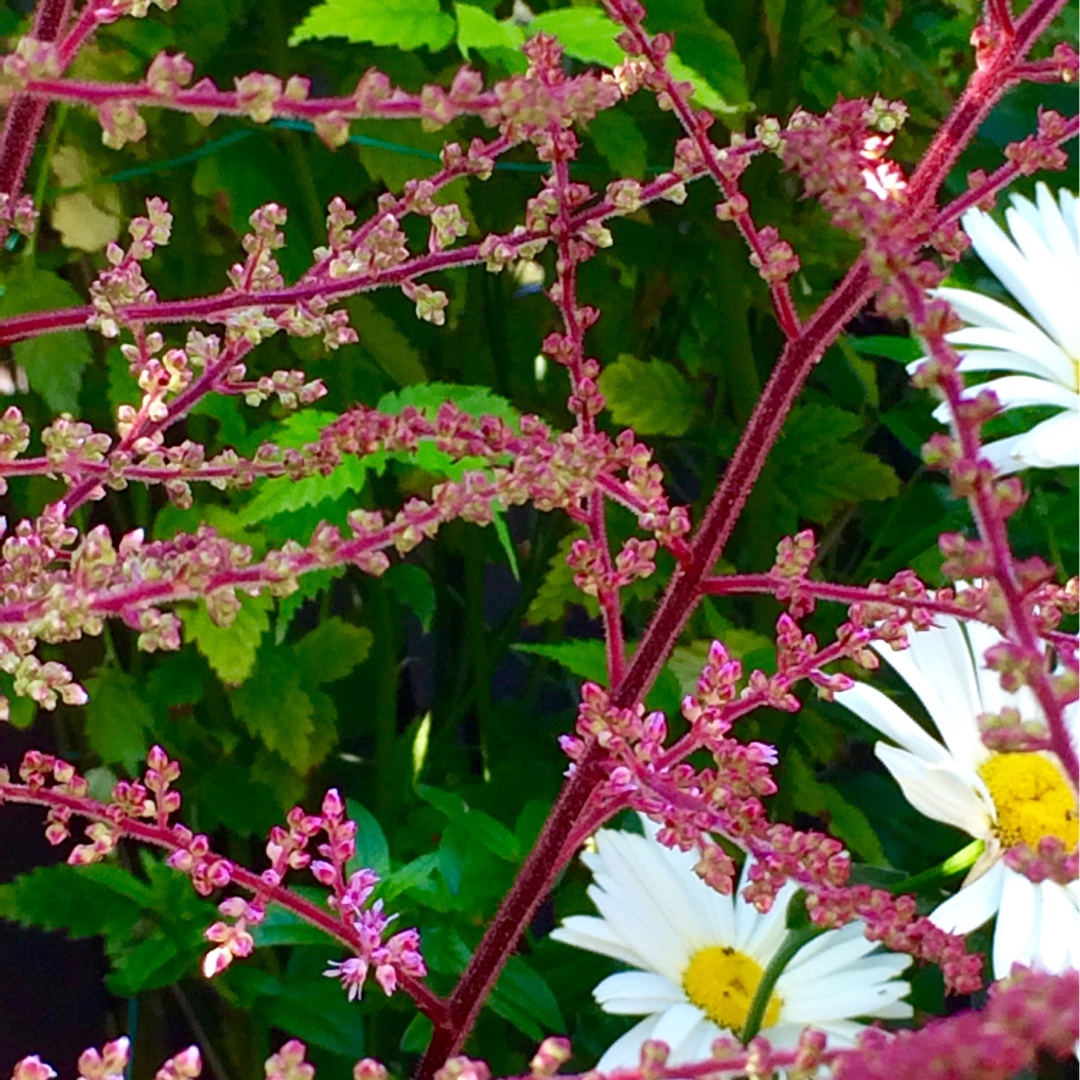 Astilbe Delft Lace in the GardenTags plant encyclopedia False goats beard Delft Lace in the GardenTags plant encyclopedia