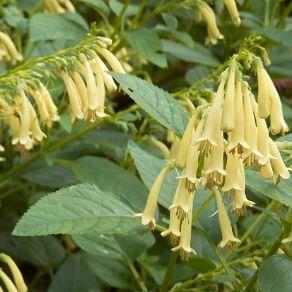 Phygelius aequalis Yellow Trumpet in the GardenTags plant encyclopedia Cape Figwort Yellow Trumpet in the GardenTags plant encyclopedia