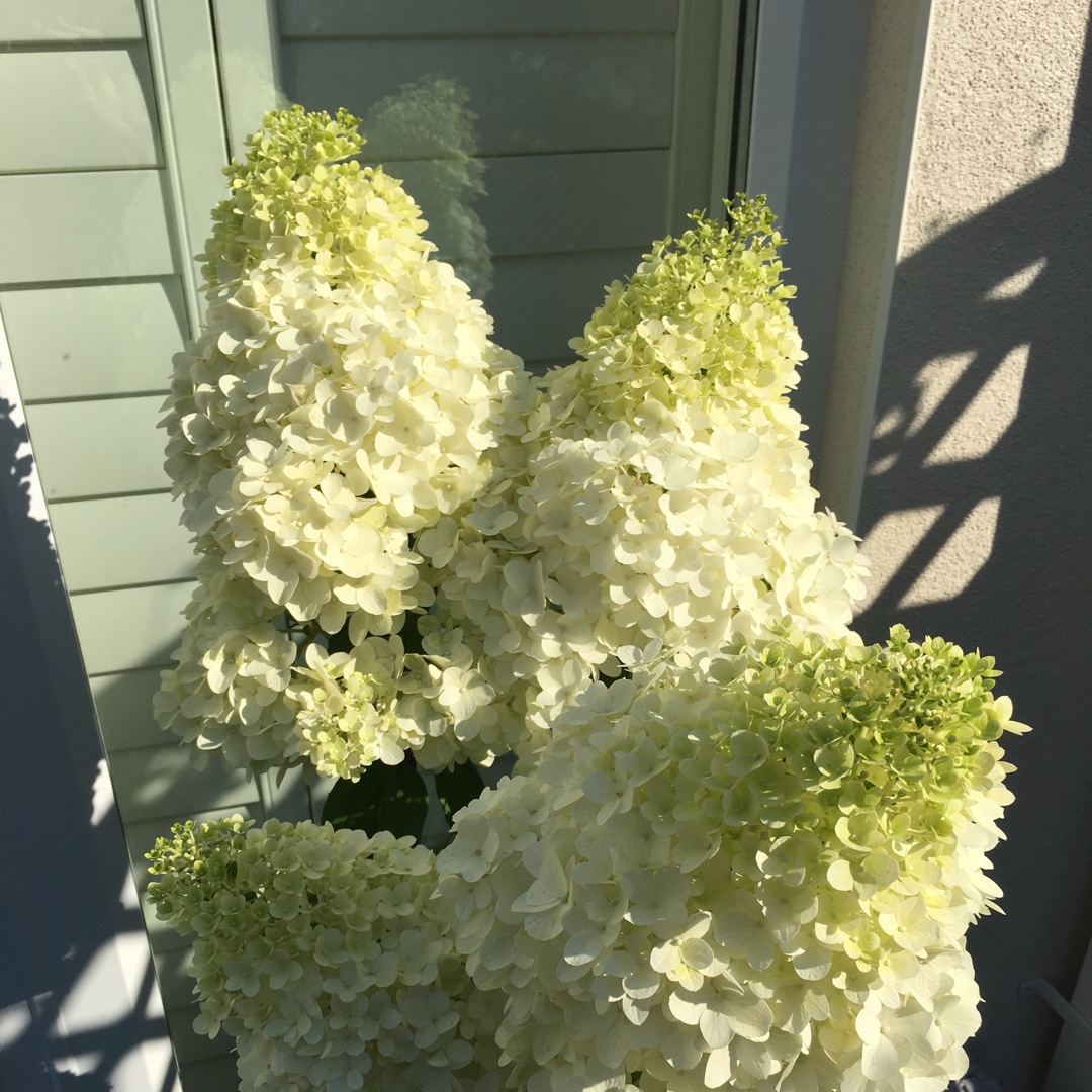 Hydrangea paniculata Kolmagino in the GardenTags plant encyclopedia Magic Moonlight Hydrangea in the GardenTags plant encyclopedia